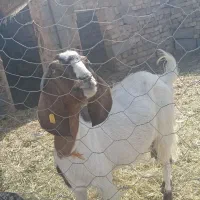 فروش‌۱۰راس