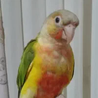 طوطی گرینچیک اکستریم رد|پرنده|فردیس, شهرک ۱۱۰|دیوار