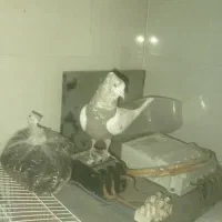 کبوتر رنگی سینه|پرنده|بجنورد, |دیوار