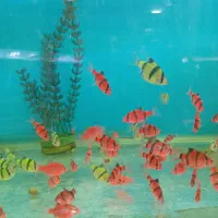 ماهی ویال|ماهی|تهران, گلچین|دیوار