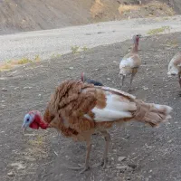 فروش ۴عدد بوقلمون|حیوانات مزرعه|سیوان, |دیوار