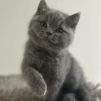 بچه گربه بریتیش بلو