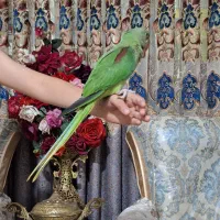 جوجه شاه طوطی نراسکندر چشم مشکی ۳ماهه|پرنده|ملارد, |دیوار