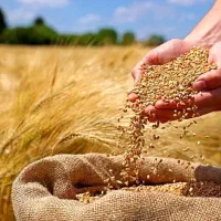 بذر گندم