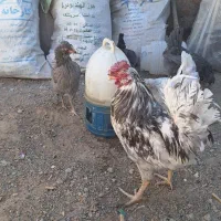 تخم نطفه دارگلین|حیوانات مزرعه|خمینی‌شهر, |دیوار