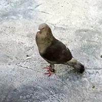 کبوتر