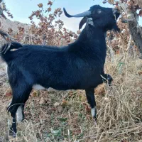 نر بزغاله تخمی|حیوانات مزرعه|شاهرود, |دیوار