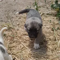 توله سگ سرابی
