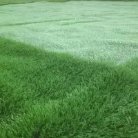 ریسه چمن باند تالار نورافکن نورپردازی واستیج|خدمات پذیرایی، مراسم|میناب, |دیوار