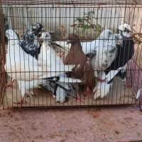 فروش تعدادی کبوتر خوشگل پرشی سالم|پرنده|تولم شهر, |دیوار