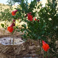 فروش باغچه ۲۰۰متری.شیک ونقلی|فروش زمین و ملک کلنگی|اصفهان, قلعه نو|دیوار