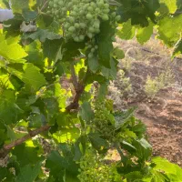 نهال انگور ۳ ساله کشمشی بیدانه