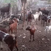 گوسفند