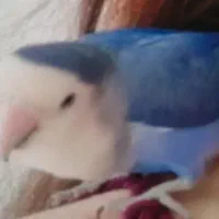 طوطی برزیلی