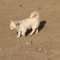 واگذاری|سگ|خرم‌آباد, |دیوار