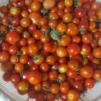 گوجه ریز محلی توشن