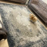 فرش بهشتی ۶ متری در حد نو ۱۲۰۰شانه