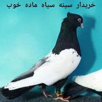 کبوتر
