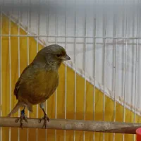 قناری نر