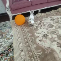 خرگوش تمیز باهوش
