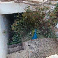 طاووس بالغ