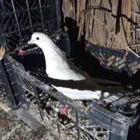 کفتر کره فروش یا معاوضه با مرغ