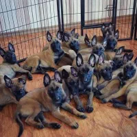 فروش توله بلژین مالینویز مالینوا اصیل گارد