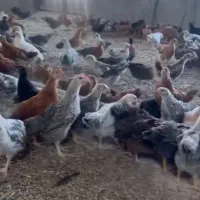 جوجه و نمیچه خروس مرغ