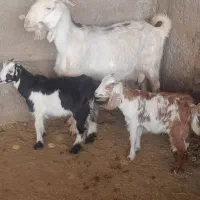 میش  بز و کهره