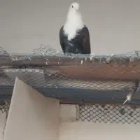 کبوتر کربلایی|پرنده|بوئین زهرا, |دیوار