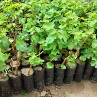 نهال فروشی علی همراهی