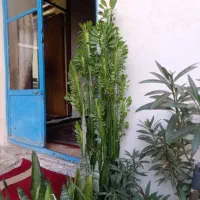 گل طبیعی|گل و گیاه طبیعی|کامیاران, |دیوار