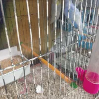 بهشت پرندگان آیهان