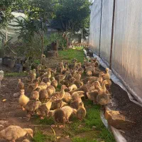 جوجه غاز درجه یک|حیوانات مزرعه|قائم‌شهر, |دیوار