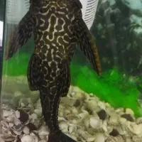 لجن خوار