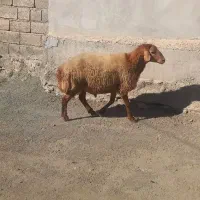 مغان|حیوانات مزرعه|بیلوار, |دیوار