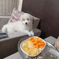 سگ سامویید وگلدن