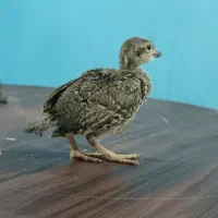 تخم بلدرچین