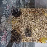 همستر کوتوله روسی|موش و خرگوش|سنندج, |دیوار