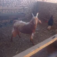 بزغاله نر 7ماهه به شرط سالمی|حیوانات مزرعه|فریمان, |دیوار