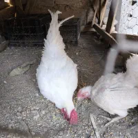 مرغ و خروس|حیوانات مزرعه|گیان, |دیوار