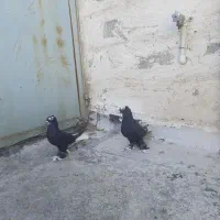 کفتر|حیوانات|تبریز, |دیوار