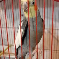 عروس هلندی  نر بالغ