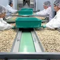 خط تولید/بسته بندی/ شرکت پسته/جذب نیرو خانم و اقا