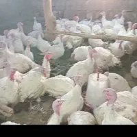 بوقلمون ارگانیک سفید محلی