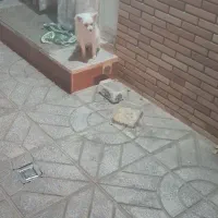 پامرین|سگ|مبارکه, |دیوار