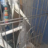 جوجه عروس هلندی