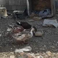 اردک محلی|حیوانات مزرعه|بومهن, |دیوار