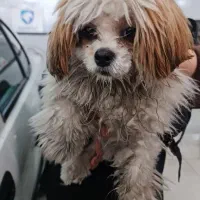 سگ پیدا شده