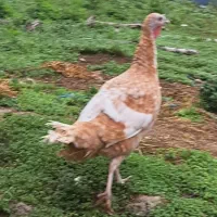 بوقلمون ماده